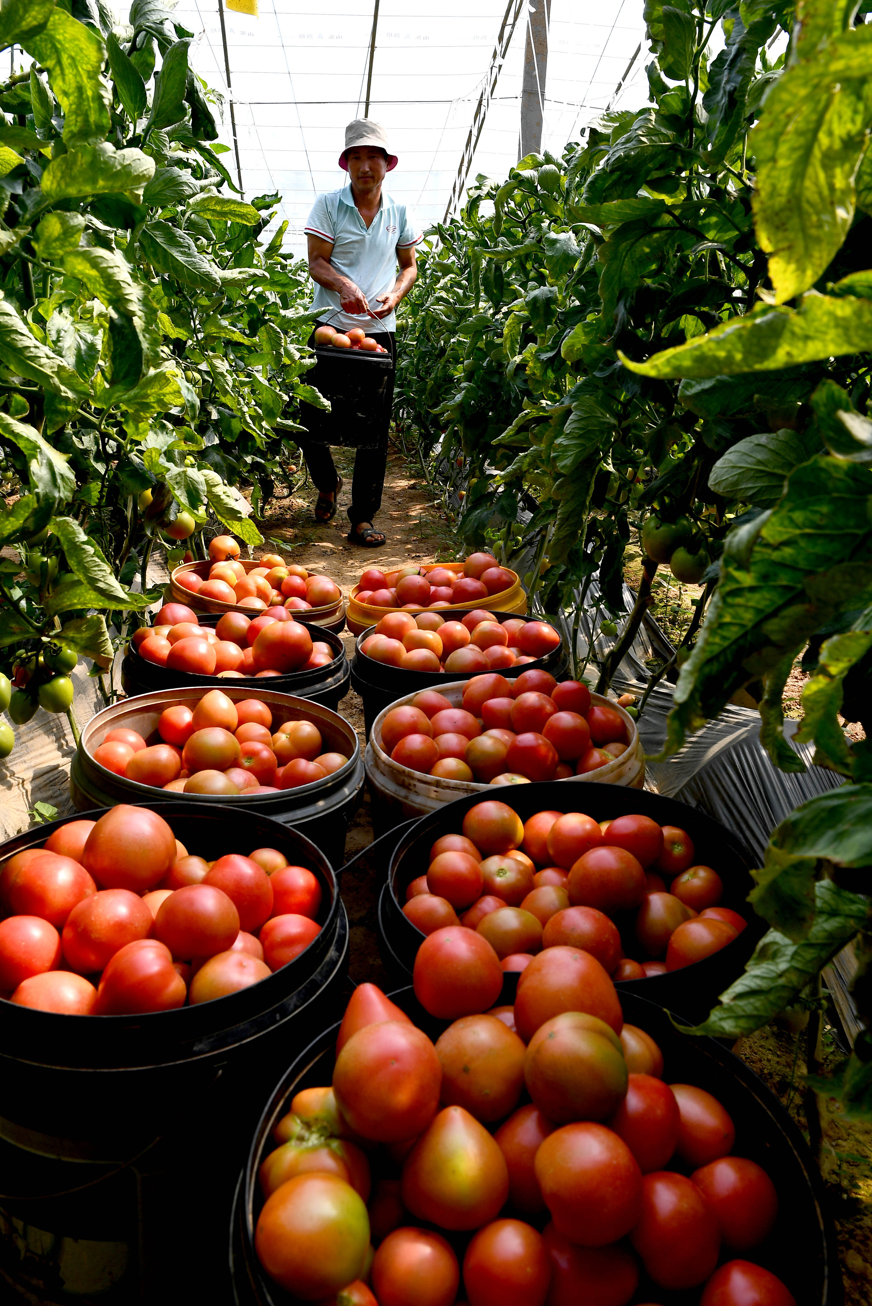 河南夏邑:大棚瓜菜助力乡村振兴|摄影|人文/纪实摄影|苗育才 - 原创