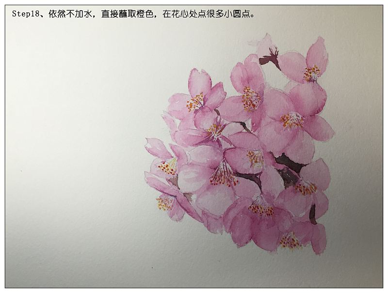 画樱花教程水粉图片