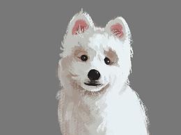 肌理插画   萨摩耶