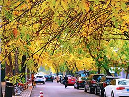 北京 | 最美丽的季节，北平的秋