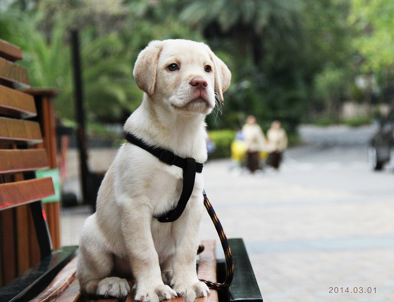 泡泡到家里3个月的时候（图ZMjI2Mjg3NjQ=） - 宠物摄影 - 站酷设计师huangyan52406原创素材 - 站酷ZCOOL