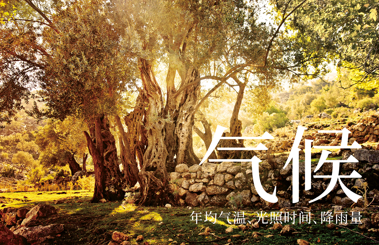 【新鲜在】祥宇,开创本土橄榄油的自信。(图ZMTY3OTE5OTg0) - 品牌 - 站酷设计师新鲜在原创素材 - 站酷ZCOOL