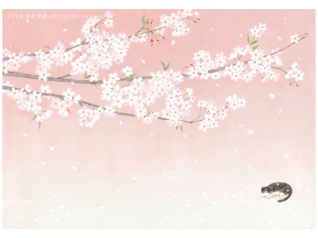 樱花季 樱花和猫咪