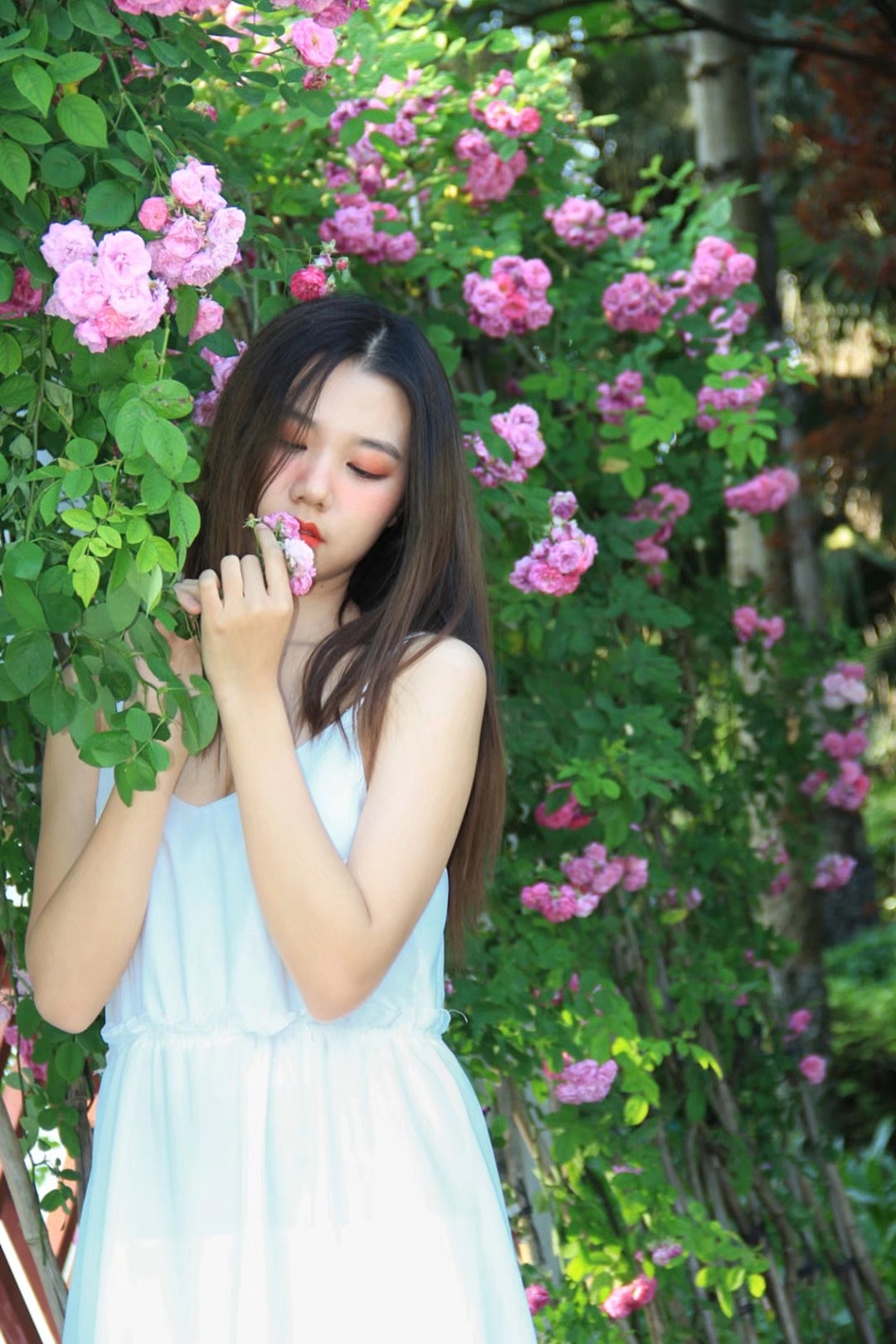 《薔薇》（圖ZMjIzNDY0ODA0） - 修圖/后期 - 站酷設(shè)計師jacklongcan原創(chuàng)素材 - 站酷ZCOOL