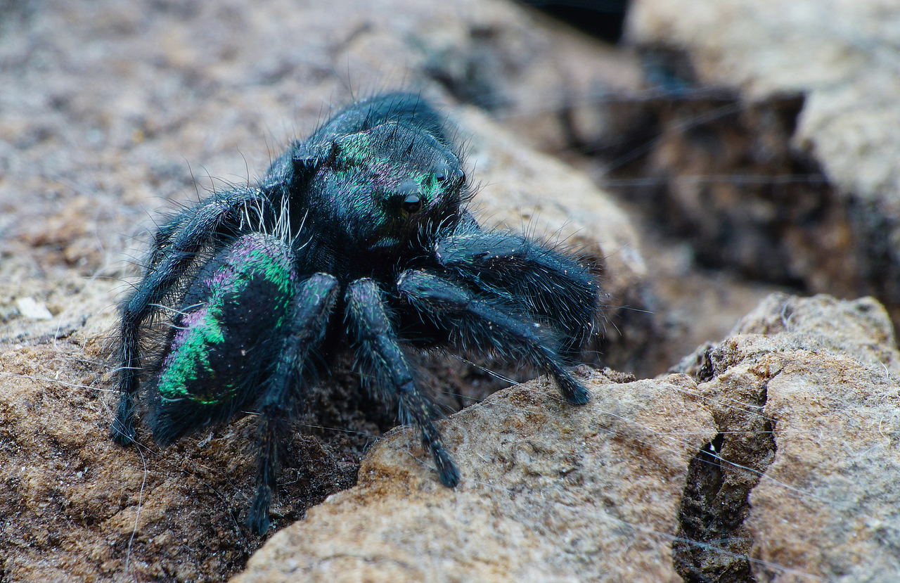 带您认识一些国外精品【跳珠】（图ZMTI2NDMwMDI4） - 风光摄影 - 站酷设计师瓜哥微距摄影原创素材 - 站酷ZCOOL