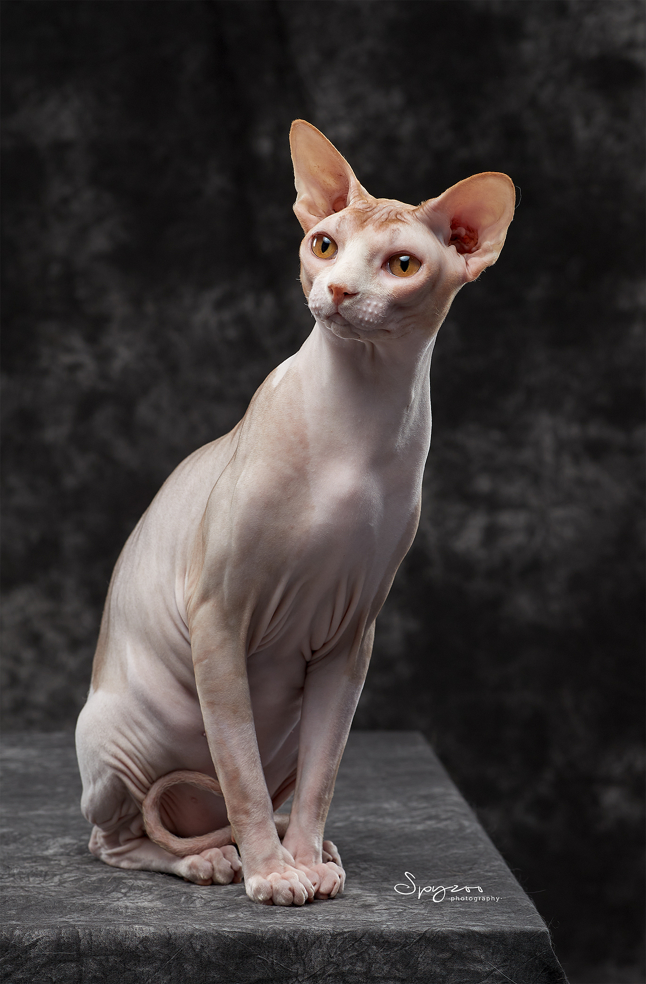 spyzoo斯芬克斯无毛猫sphynx上海赛场拍摄mashangdao|摄影|宠物摄影|s