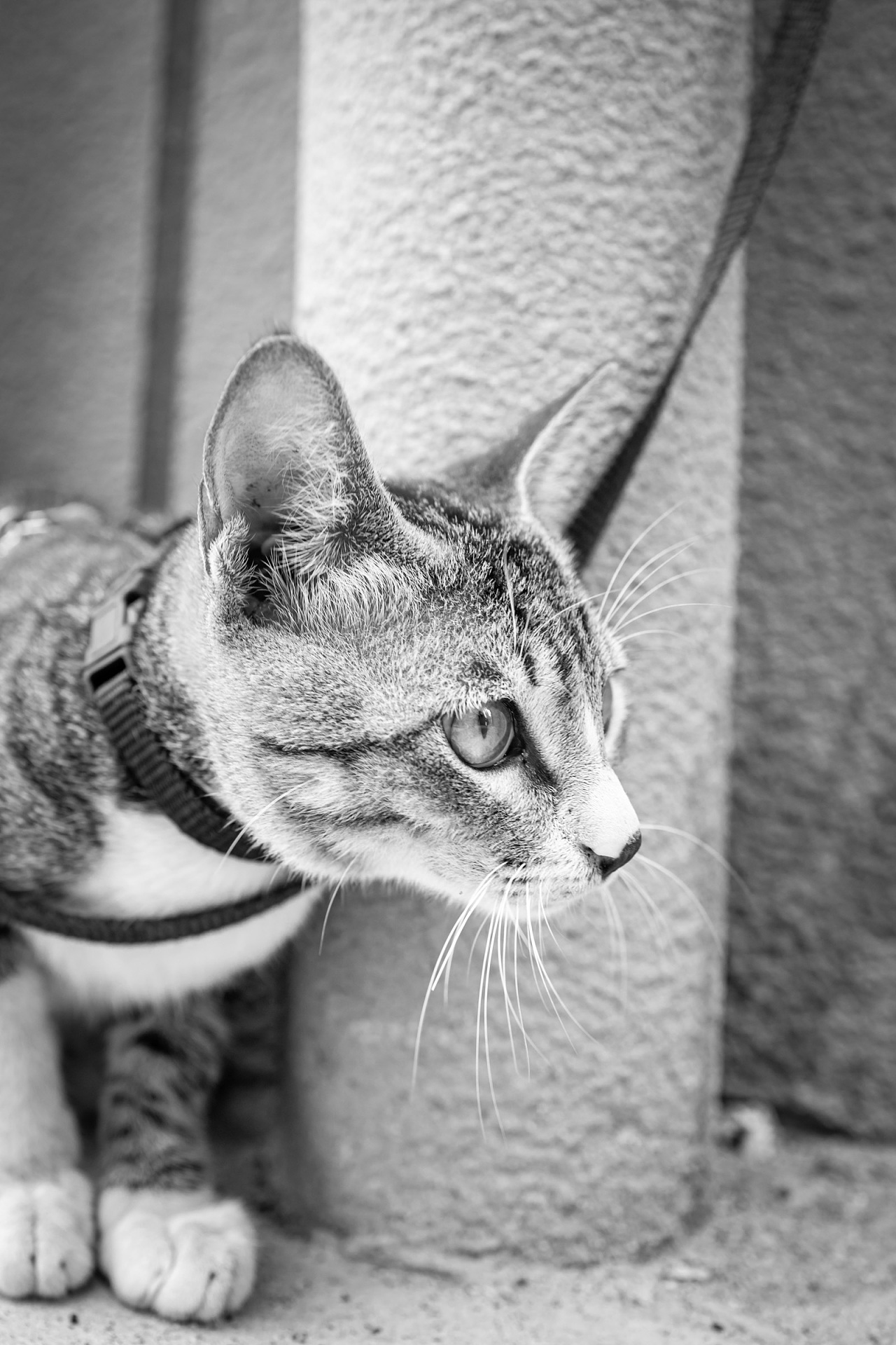 【I,Pet宠物摄影】三只猫猫|摄影|宠物摄影|IPet宠物摄影 - 原创作品 - 站酷 (ZCOOL)