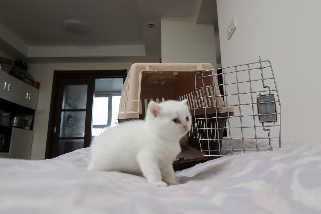 猫 161-英短-纯白-母-五粉-头无灰色毛-23-405g（图ZMjA4NjA3MTU2） - 宠物摄影 - 站酷设计师沐米猫舍原创素材 - 站酷ZCOOL