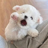 丑小樱的头像