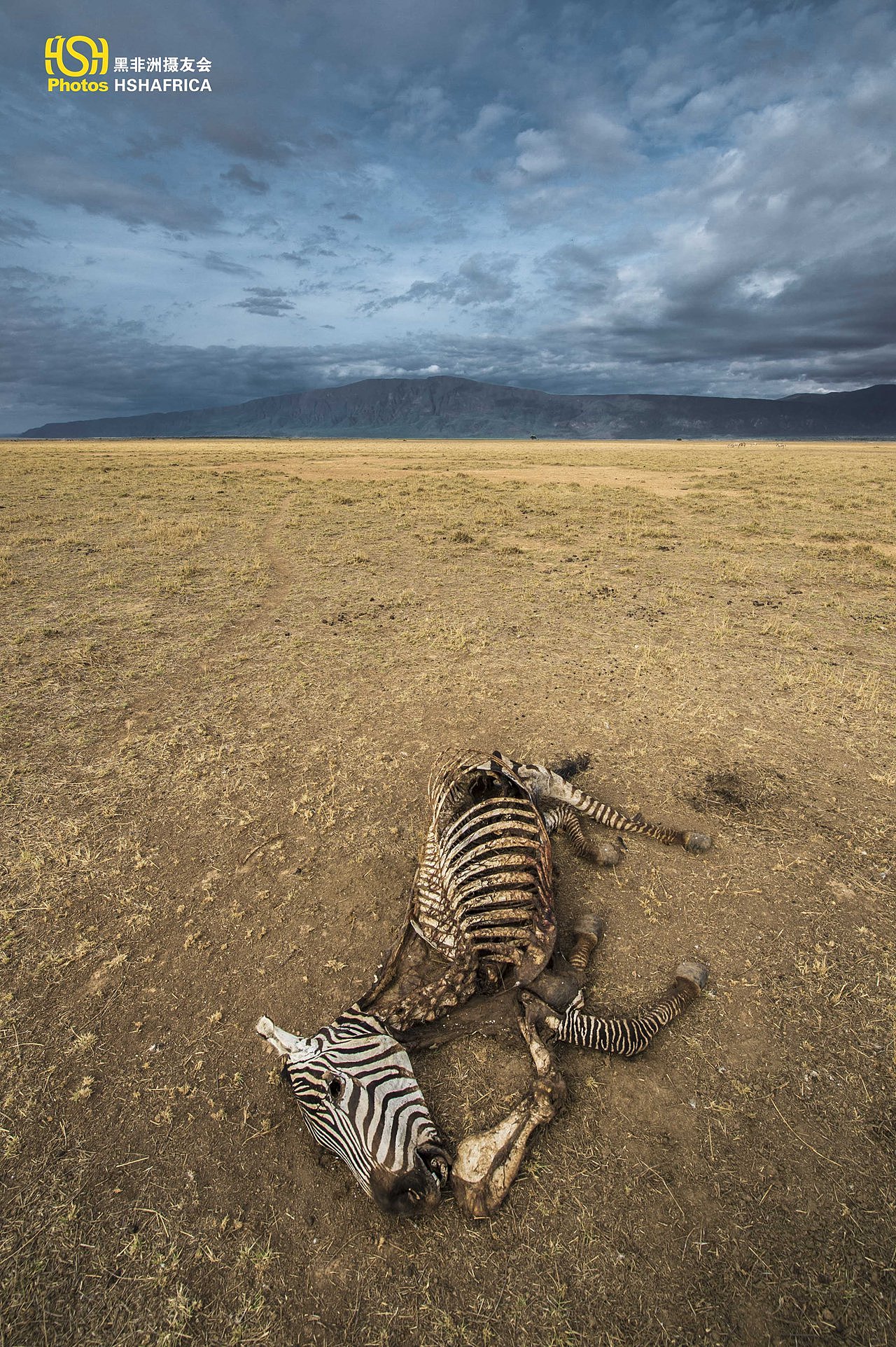 这是一副斑马的骨架,闲的格外的沧桑!