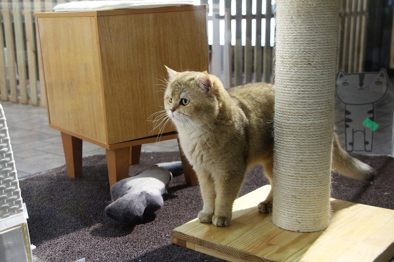 猫咖（图ZMTYyNjQ1NzQ4） - 宠物摄影 - 站酷设计师白色的星期六原创素材 - 站酷ZCOOL