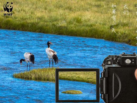 保护动物主题海报（个人主页-ZMzQ0OTY2NTI=） - 海报 - 站酷设计师guccitimo原创素材 - 站酷ZCOOL