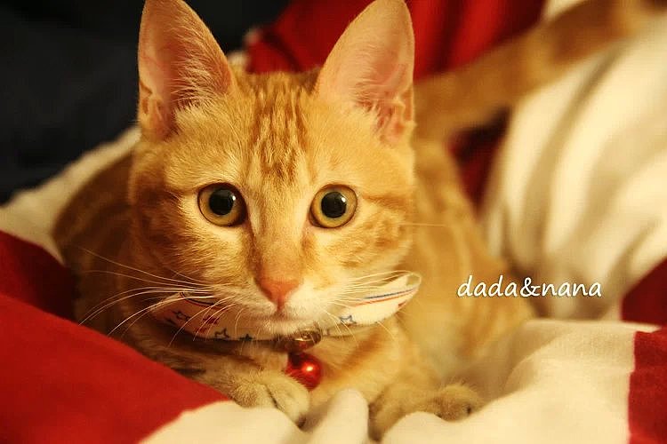 小黄猫-nana（图ZMjYyMjQ0NTI=） - 宠物摄影 - 站酷设计师李大白白原创素材 - 站酷ZCOOL