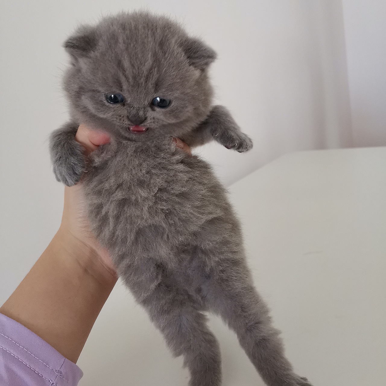 沐米猫舍103英短纯蓝性别公颜色浅英国短毛猫