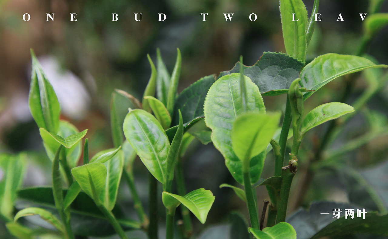 茶叶品牌绵纸包装设计（图ZODM2NTQzNzY=） - 包装 - 站酷设计师极星设计原创素材 - 站酷ZCOOL