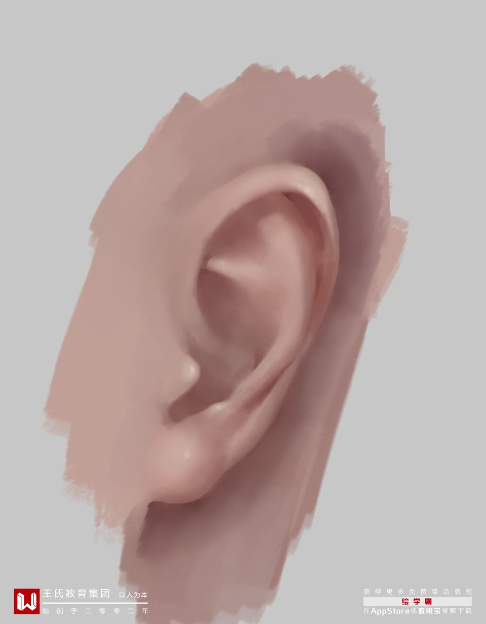 五官系列女性耳朵教你画耳朵女性的耳朵ps板绘