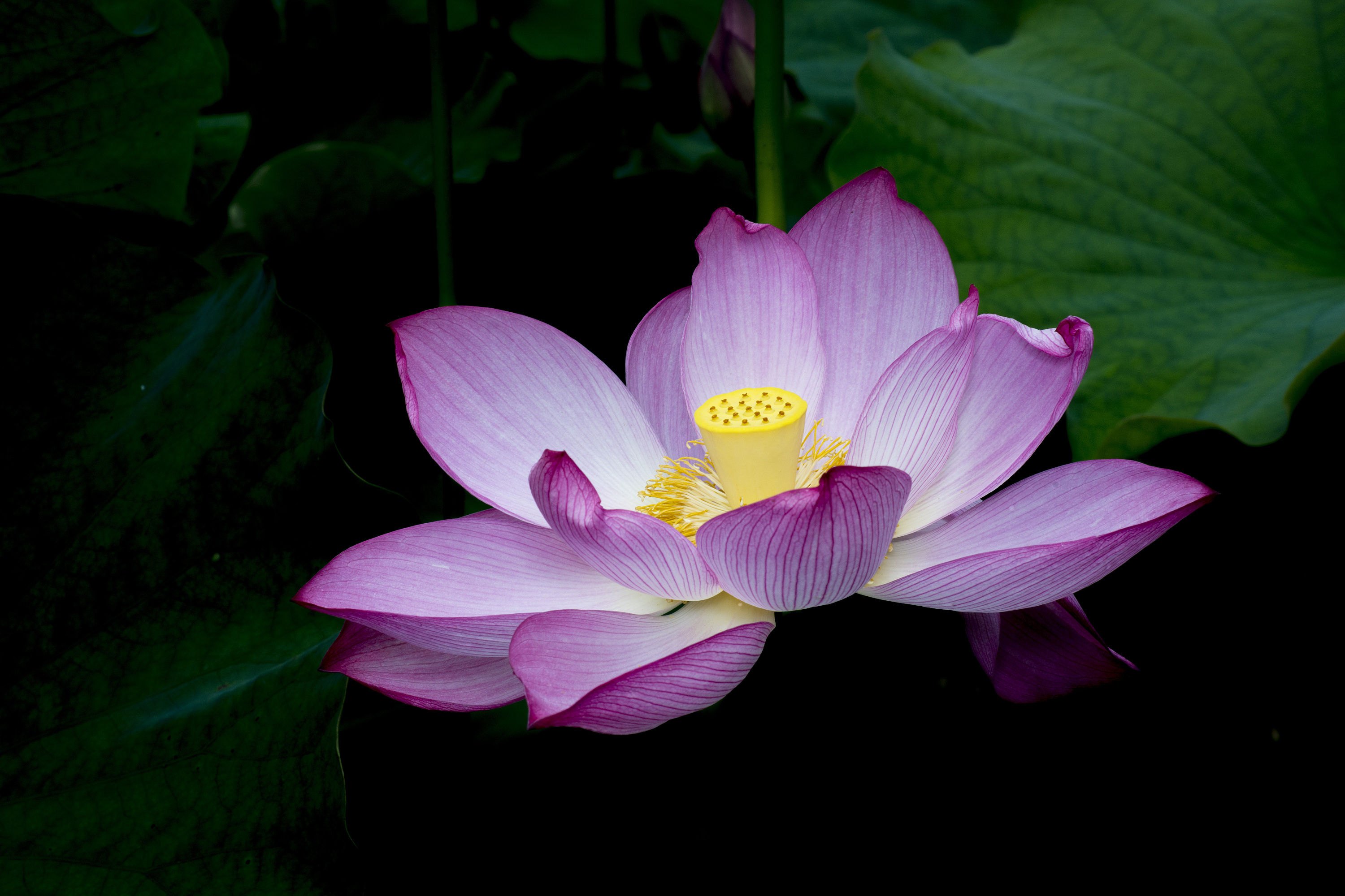 荷花|摄影|小品|lehuoqingnian - 原创作品 - 站酷 (zcool)