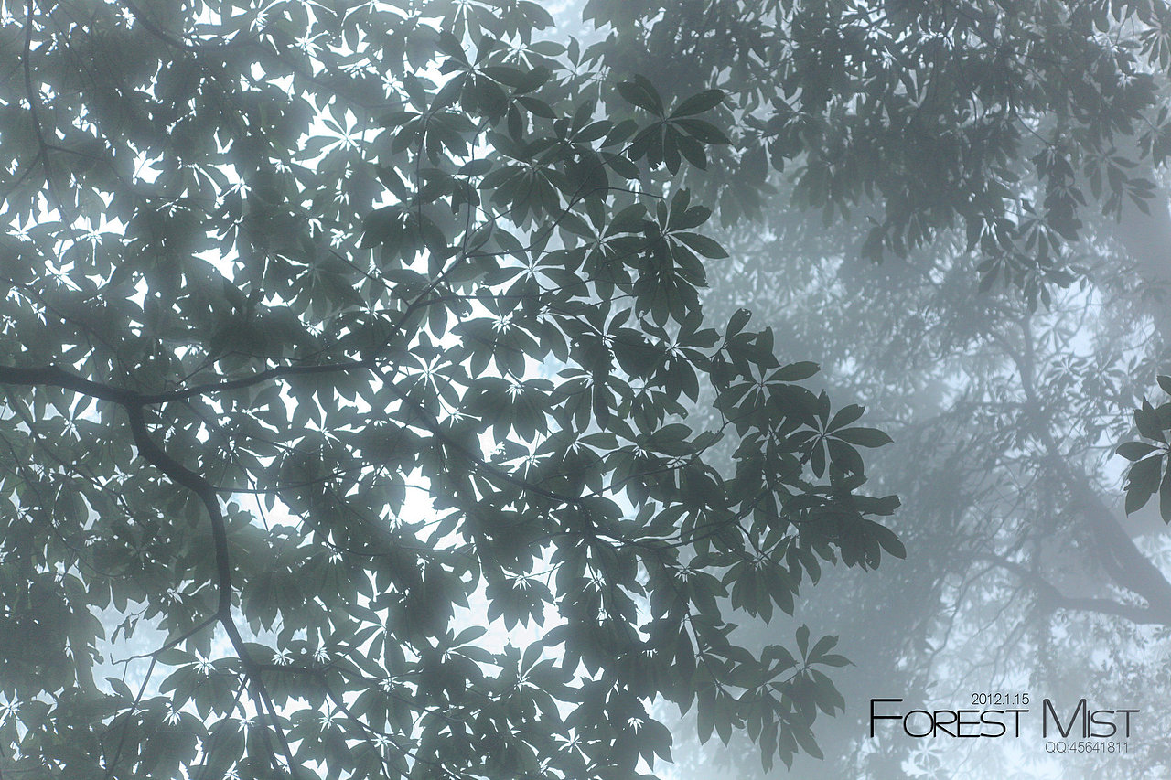 迷雾森林Forest Mist（图ZNDgyMDE5Mg==） - 风光摄影 - 站酷设计师easycdad原创素材 - 站酷ZCOOL