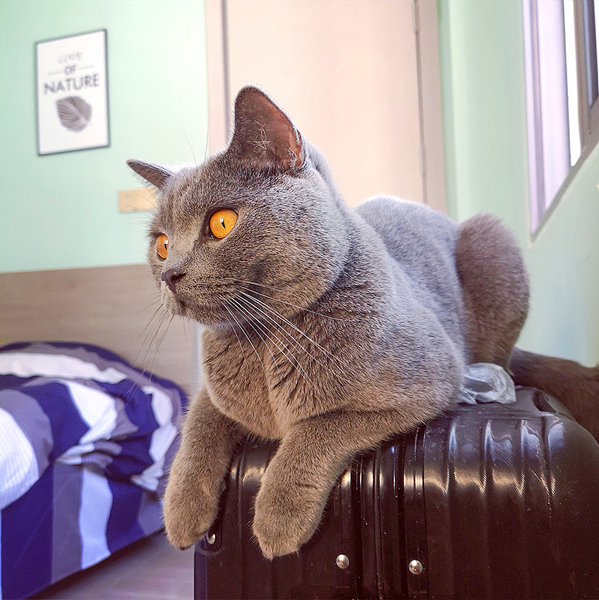 一只蓝猫（图ZMjE0NTY3NDA4） - 宠物摄影 - 站酷设计师银河落九天原创素材 - 站酷ZCOOL