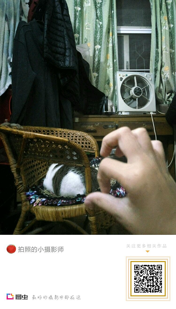 拍猫集04（图ZMTM3MDkxMDAw） - 宠物摄影 - 站酷设计师嘟嘟2019原创素材 - 站酷ZCOOL