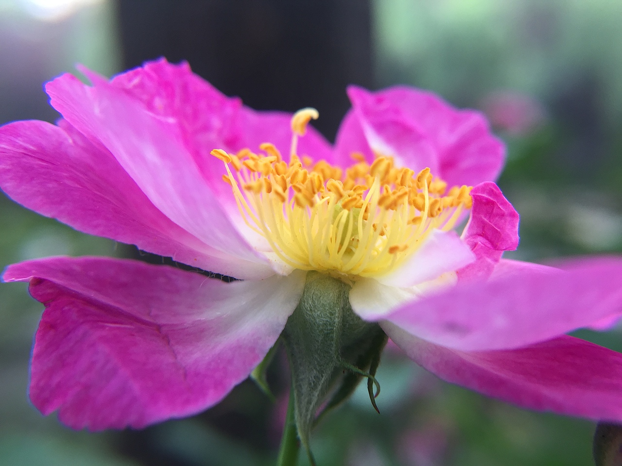 桑葚 樱桃 蚂蚁 蜜蜂 花朵 风景 小区（图ZMjI5OTk4MjEy） - 风光摄影 - 站酷设计师水之翼策划原创素材 - 站酷ZCOOL
