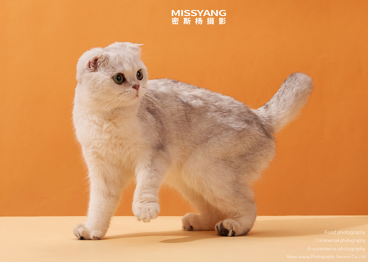 宠物摄影|猫咪摄影|电商摄影|产品摄影×郑州密斯杨