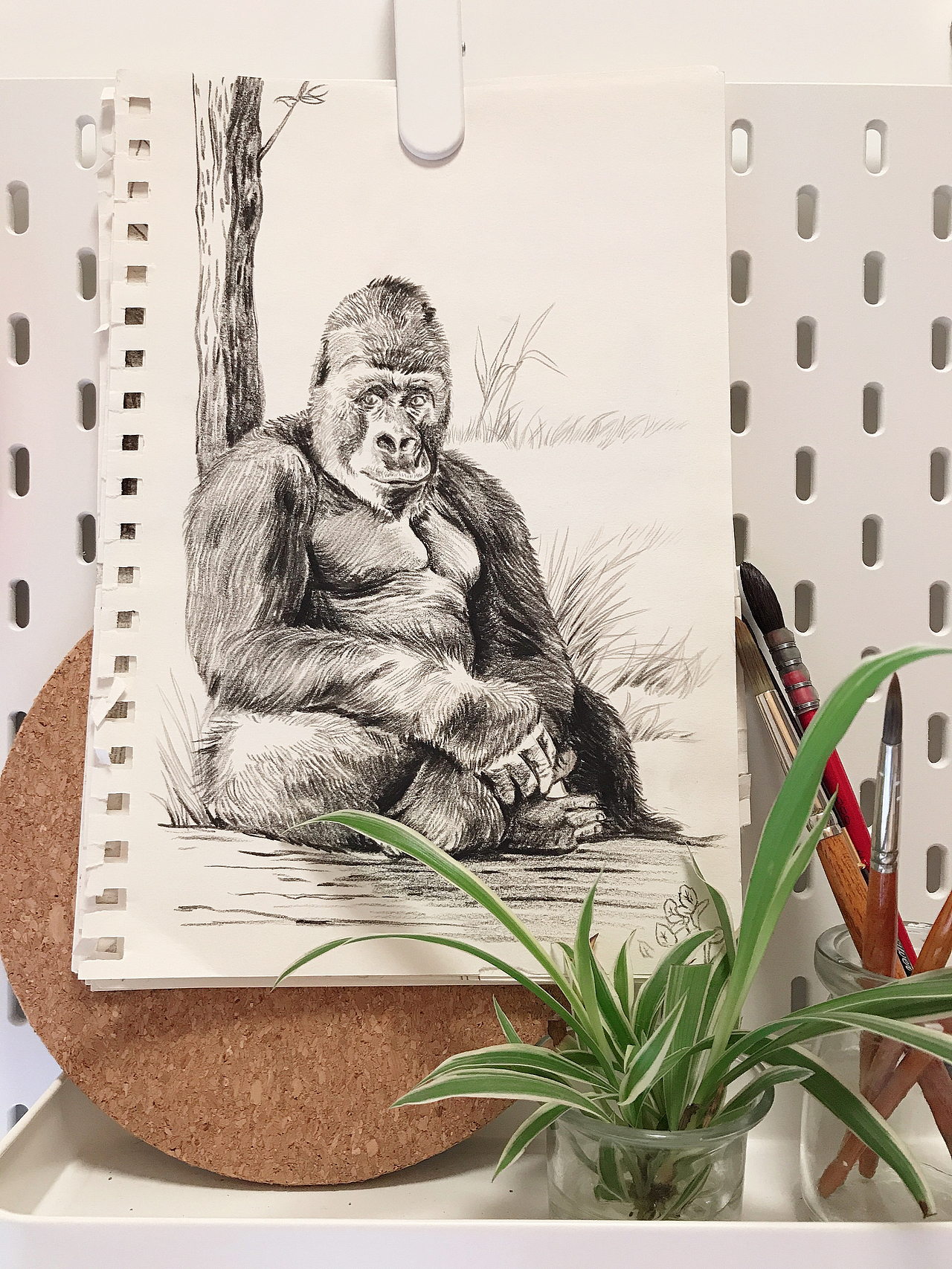 科普插画｜披上动物的外衣 