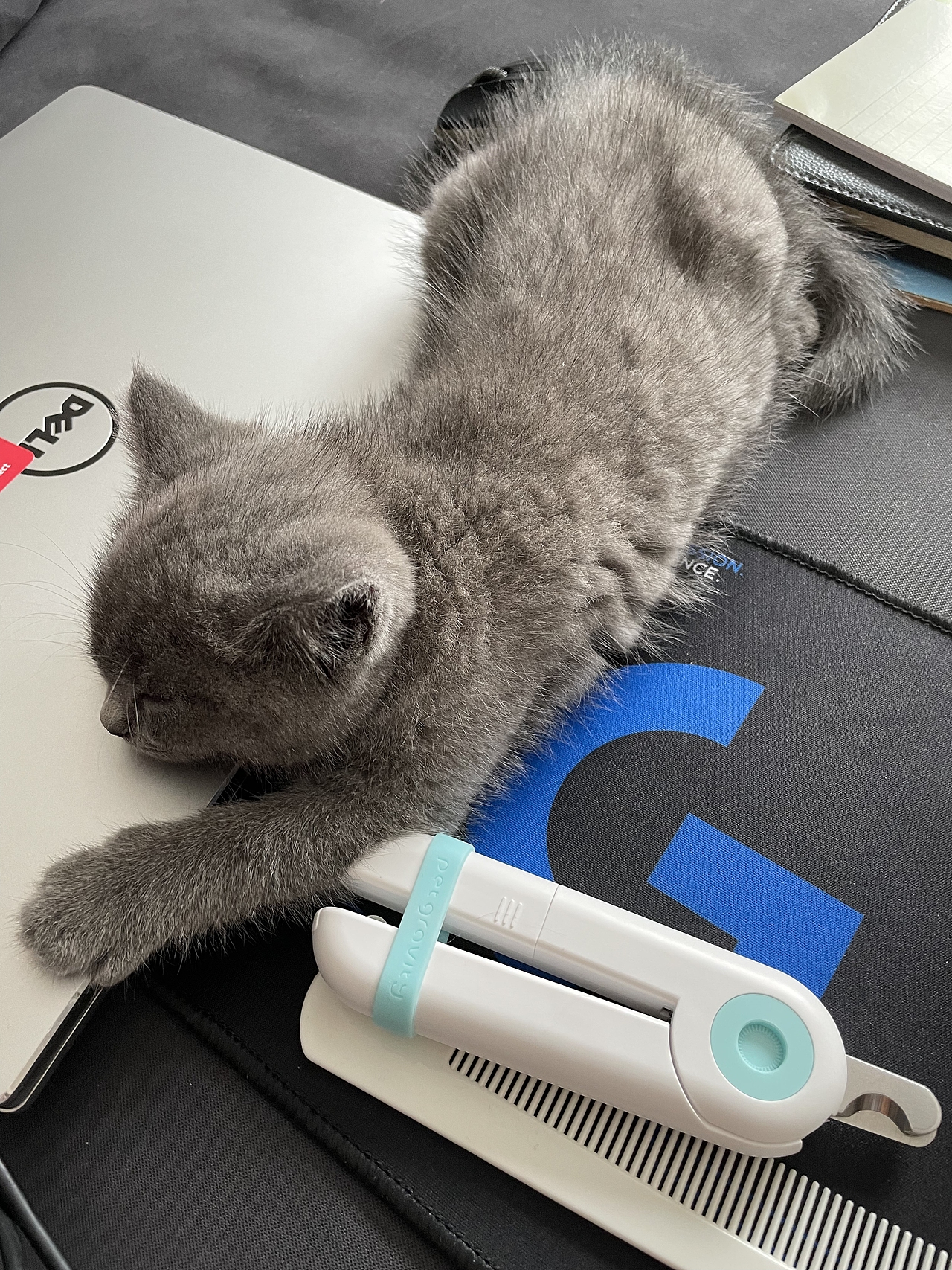 我家的懒猫（图ZMjc4MjM3MDcy） - 宠物摄影 - 站酷设计师黄宇环原创素材 - 站酷ZCOOL