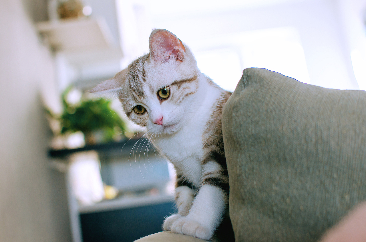 002-拍够100只猫/小核桃