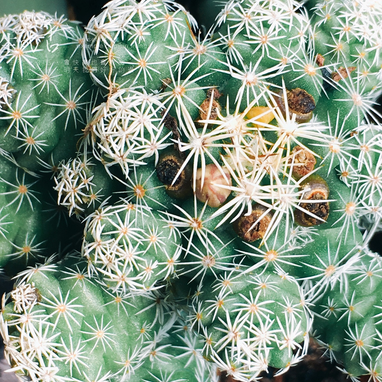 午后阳光中的多肉植物（图ZNzUyNzk4Mjg=） - 风光摄影 - 站酷设计师LULU淼原创素材 - 站酷ZCOOL