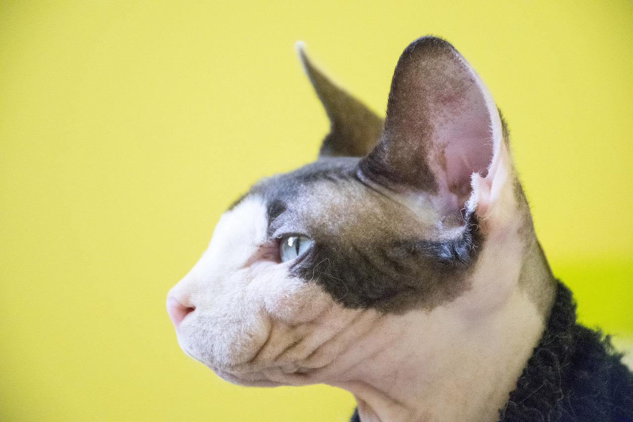 猫咪摄影（图ZODE1MzA4MDQ=） - 宠物摄影 - 站酷设计师su北原创素材 - 站酷ZCOOL