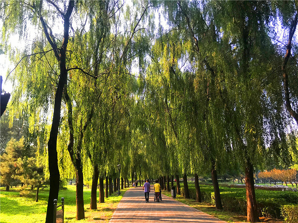 刘勇良手机纪实摄影:静静的树林