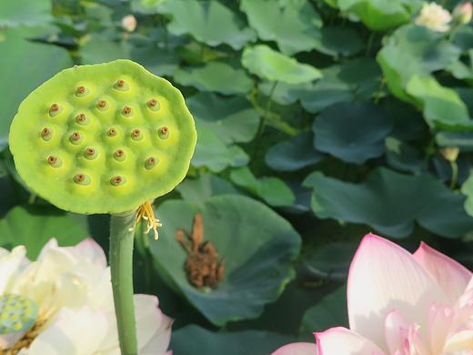 光影荷花