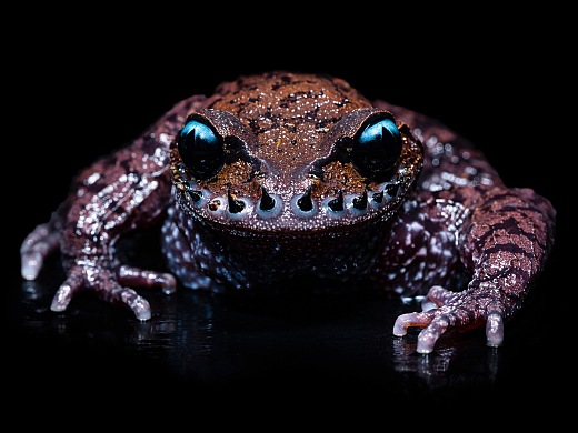 中国动物·两爬之美丨峨眉髭蟾 & 黑眼睑纤树蛙