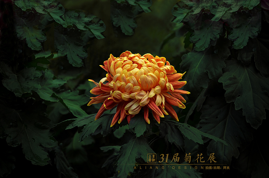 31届菊花展（图ZMjIwODMzOTY=） - 风光摄影 - 站酷设计师阿良品牌设计原创素材 - 站酷ZCOOL