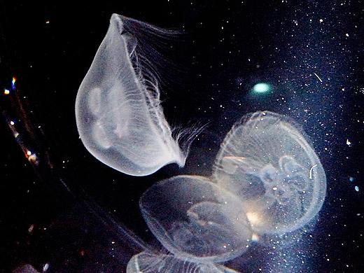 随拍 | 大阪→东京之旅