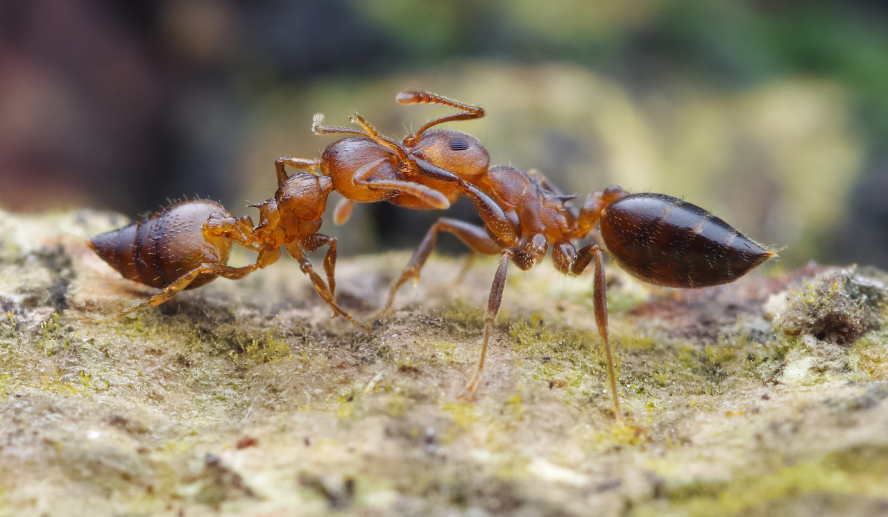 一对举尾蚁在打架
