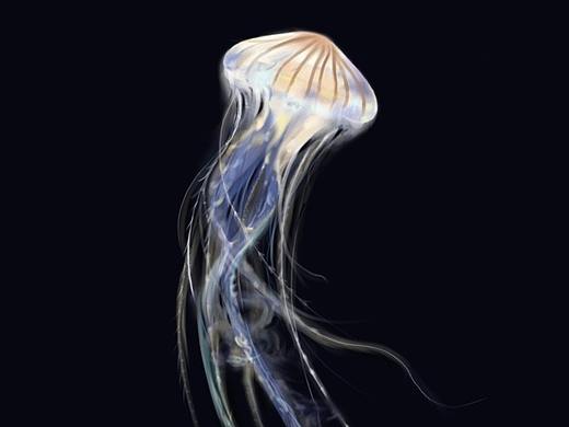 水母