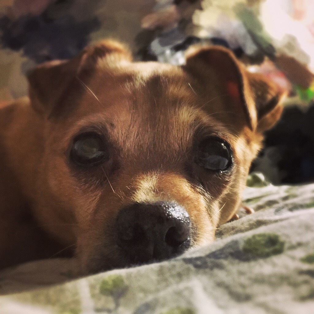 炫狗狂魔（图ZMTA1MDQ3NzMy） - 宠物摄影 - 站酷设计师NeverF原创素材 - 站酷ZCOOL