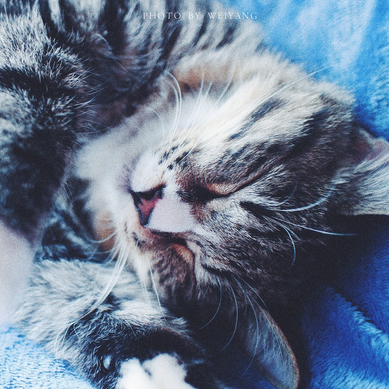 走哥初长成（图ZNjU0NDA3Mjg=） - 宠物摄影 - 站酷设计师未央weiwei原创素材 - 站酷ZCOOL