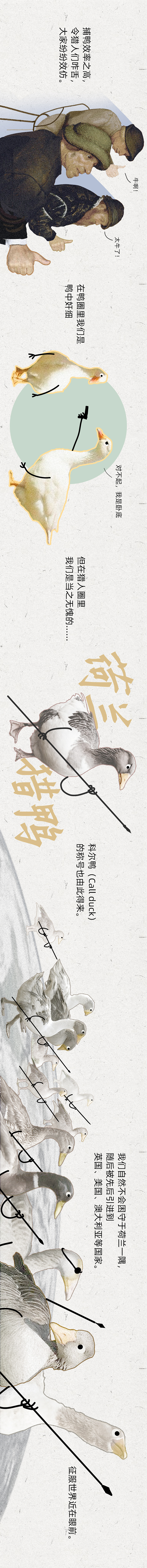 《科尔鸭发家史》