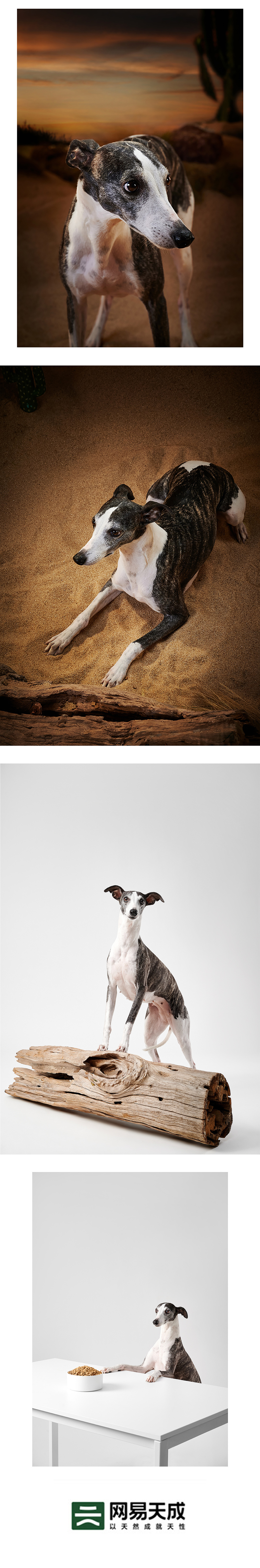 网易天成鲜肉低温烘焙狗粮|宠物 X 美集影像