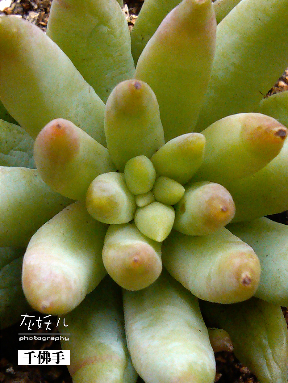 我家美丽的多肉植物（图ZOTU0NjAwMA==） - 其他摄影 - 站酷设计师灰妖儿原创素材 - 站酷ZCOOL