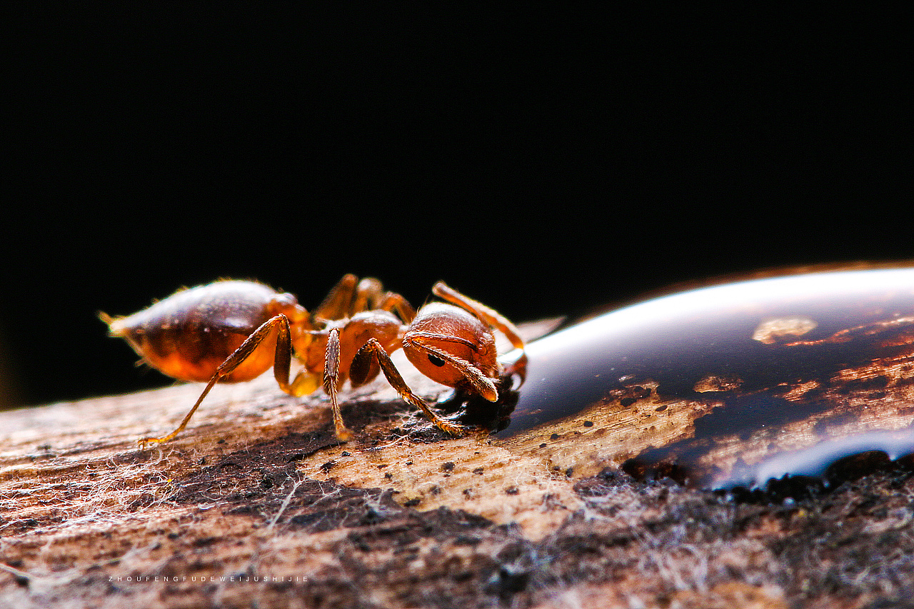 微距蚂蚁续集