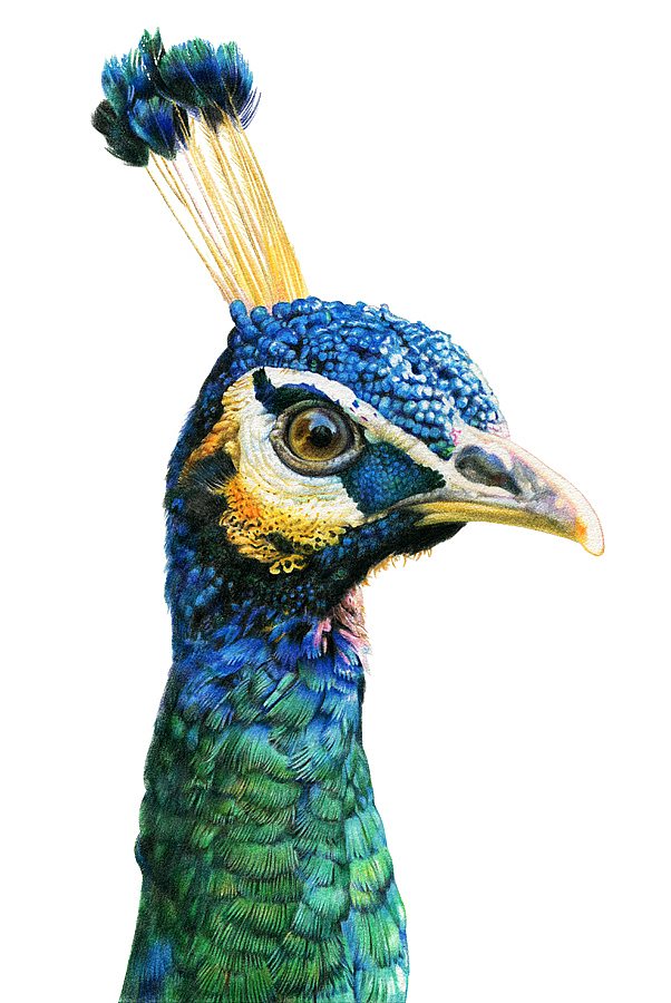 彩铅教程——孔雀的画法（图ZNjY5Mzc5ODg=） - 绘画 - 站酷设计师木卮--_--原创素材 - 站酷ZCOOL