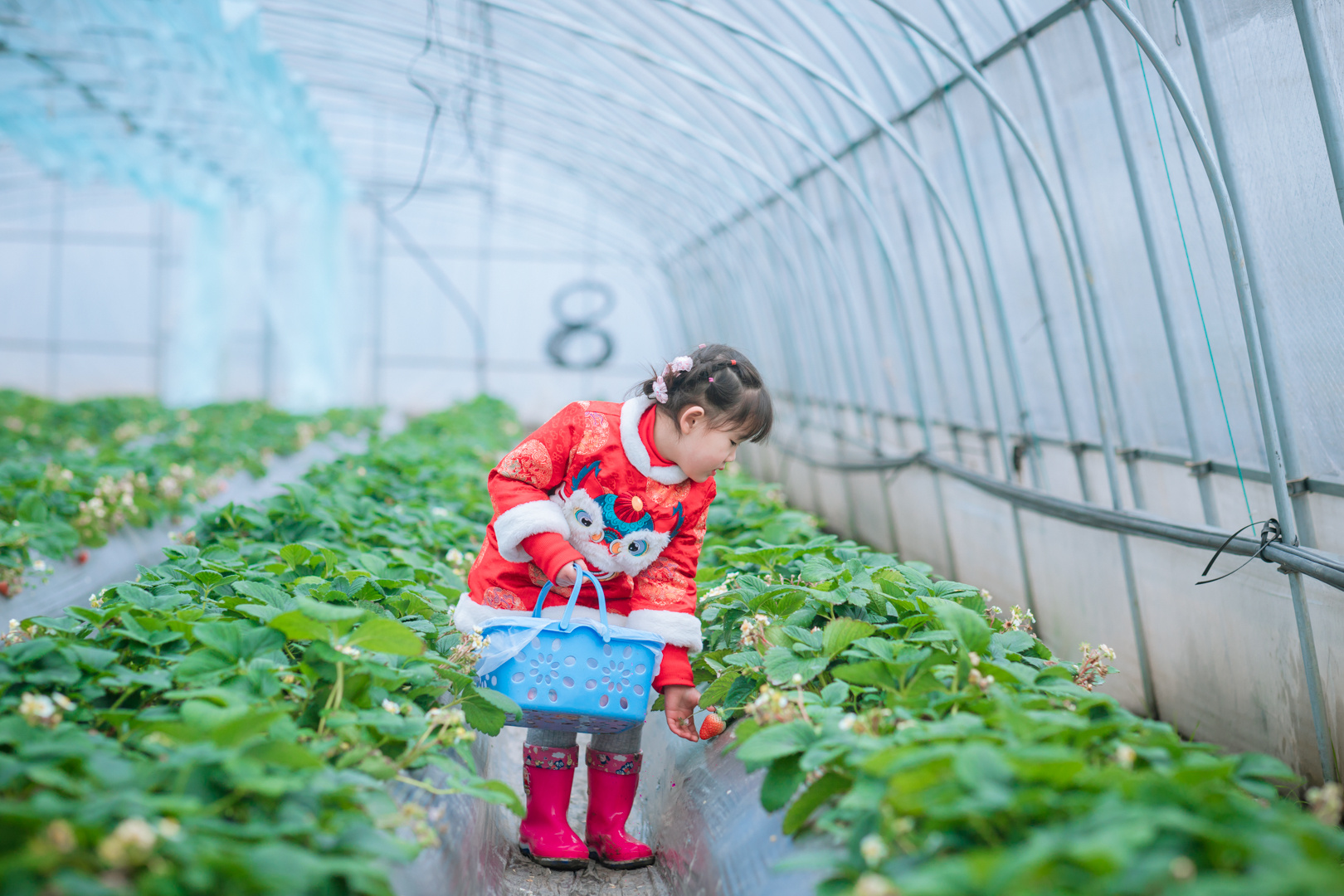 摘草莓 记录宝贝生活