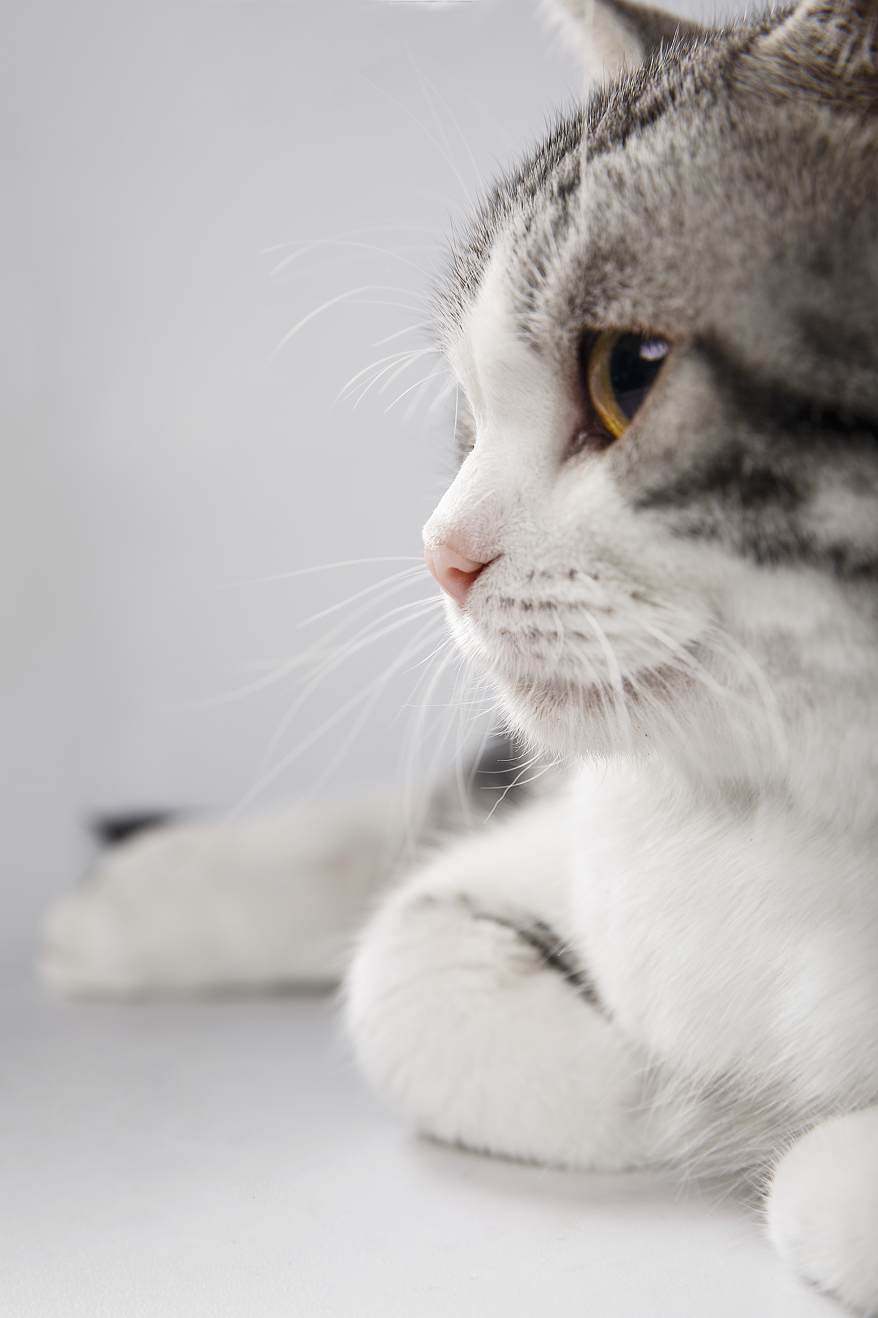 【動物照相館】美短