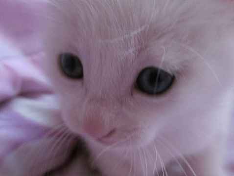 萌猫老白一家人（图ZMjU3ODE5NzY=） - 宠物摄影 - 站酷设计师jiouzui原创素材 - 站酷ZCOOL