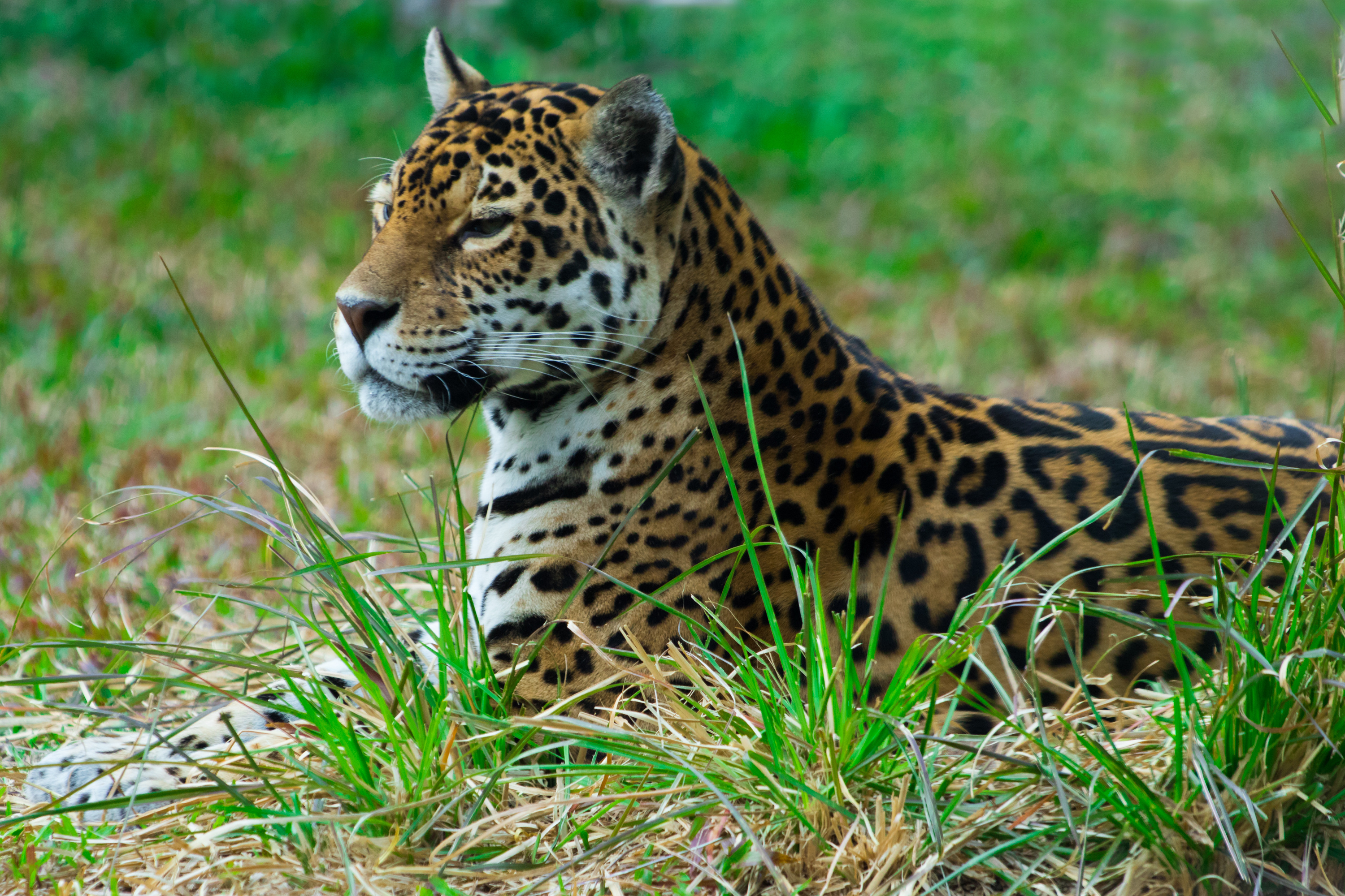 园里的那些动物们