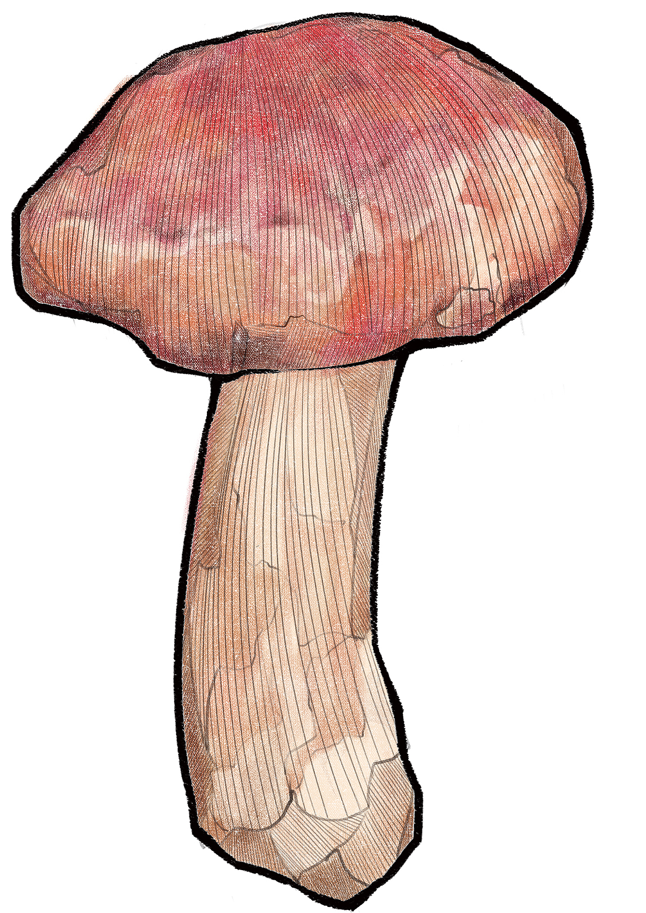 手绘野生菌